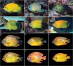 How many angelfish dance in the sea?