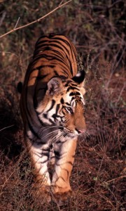 How many types of tigers are there?