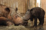 Humans are Sumatran rhinos biggest threat -- and last hope