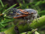 New blog post: Well-behaved cicadas, messy symbionts: an audio story about cicada mitochondrial genomes