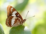 2017 Evolutionary, Ecological, and Conservation Genomics Research Awards Outcome