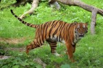 New blog post: Will the South China tiger make its way back to the wild again?