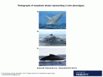 Rare white whale sighted