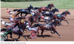 Genetic Diversity in American Trotting Horses