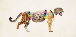 Interspecies Hybrids Play a Vital Role in Evolution