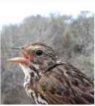 Announcing the 2023 Evolutionary, Ecological, and Conservation Genomics (EECG) Research Award Recipients